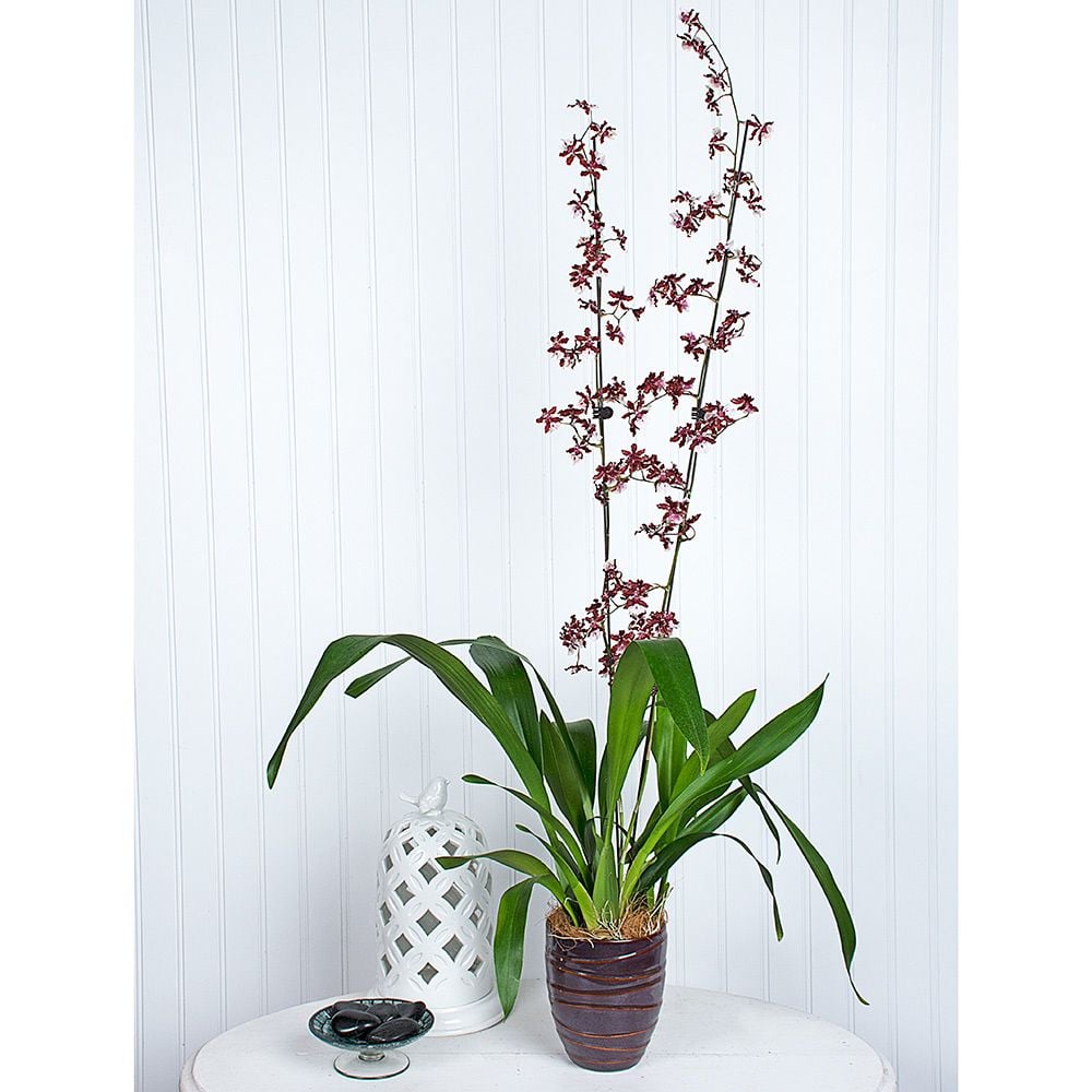 Oncidium Sharry Baby in ceramic cachepot