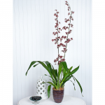  Oncidium Sharry Baby in ceramic cachepot