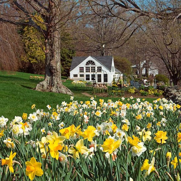 The Works Daffodil Mix White Flower Farm