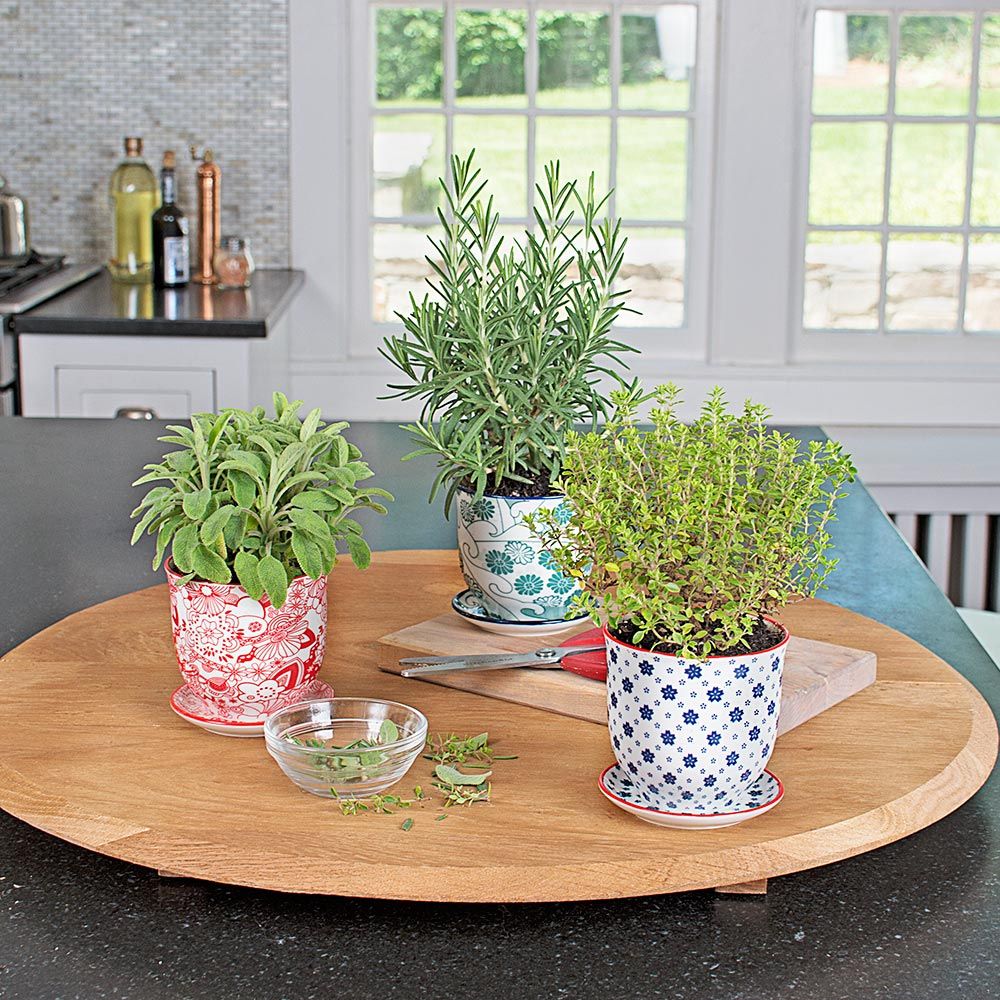Porcelain Pot & Saucer Trio White Flower Farm