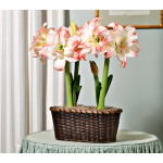  Amaryllis 'Aphrodite'