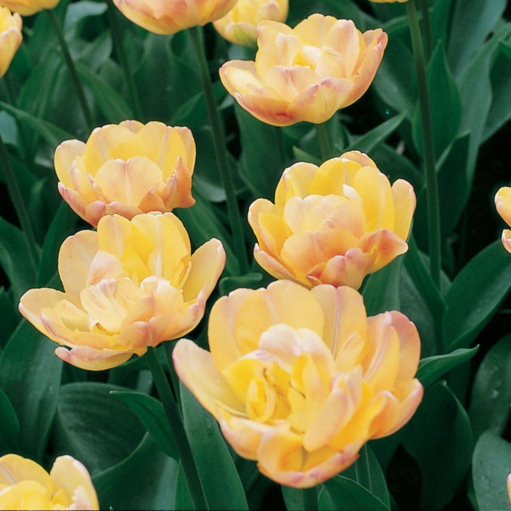 Tulip Creme Upstar White Flower Farm