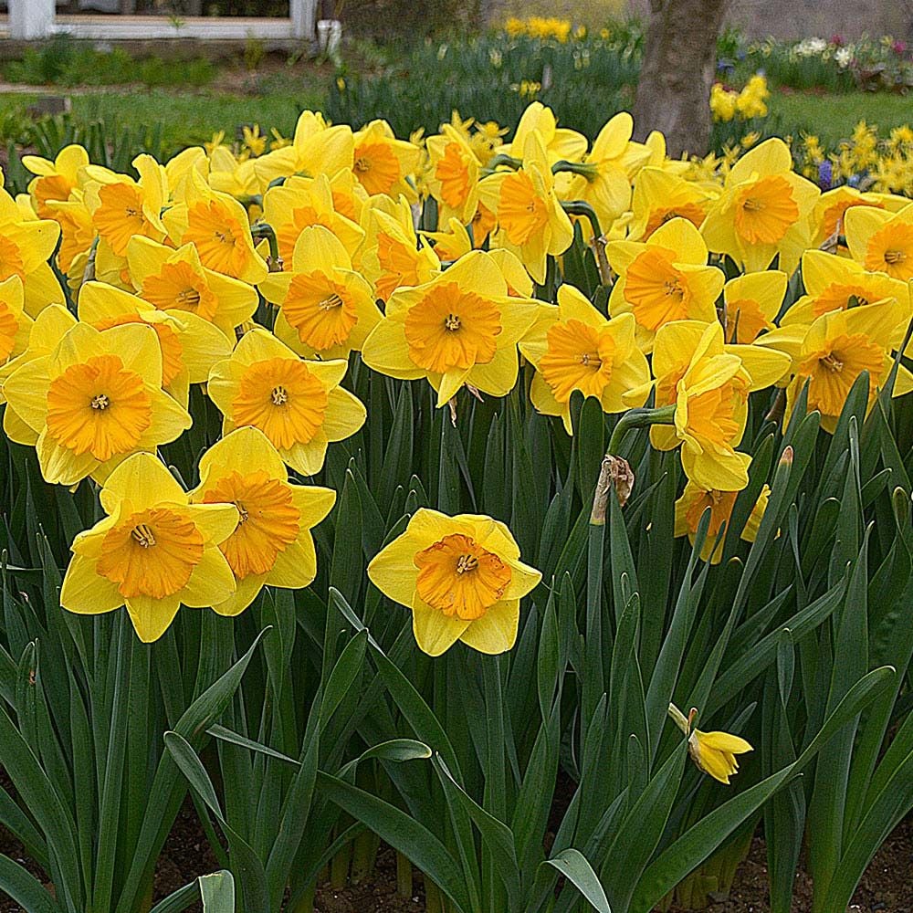 Narcissus 'Pride of Lions'