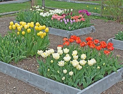 Tulip Tomato Tango