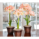 Double Amaryllis - Standard Shipping Included