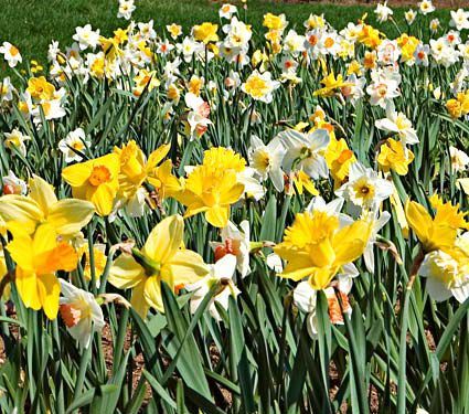 Save 50% on 200 Bulbs of The Works | White Flower Farm