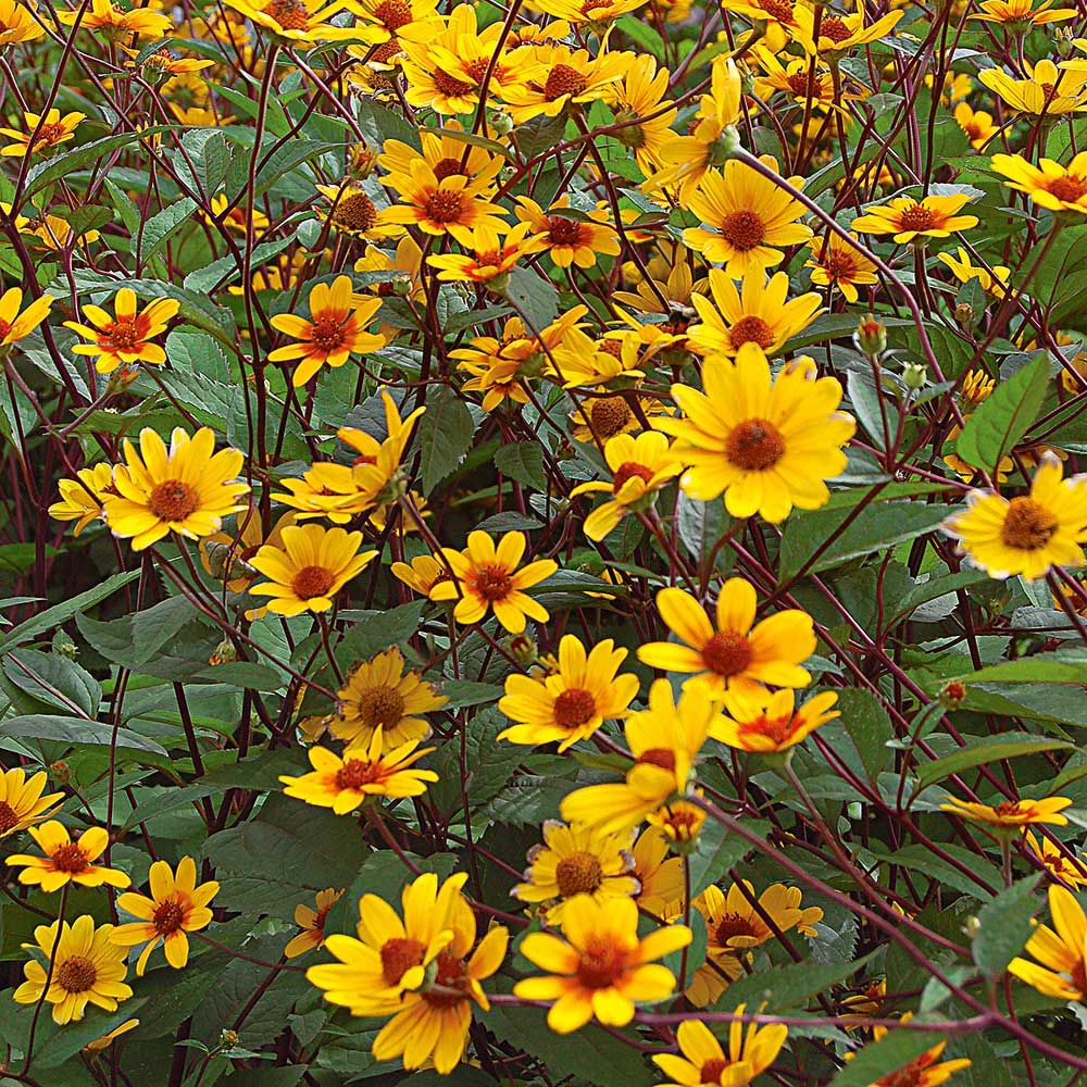 Heliopsis helianthoides Prairie Sunset White Flower Farm