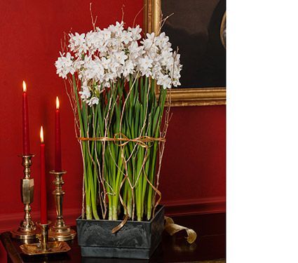 Limited Quantities Paperwhites