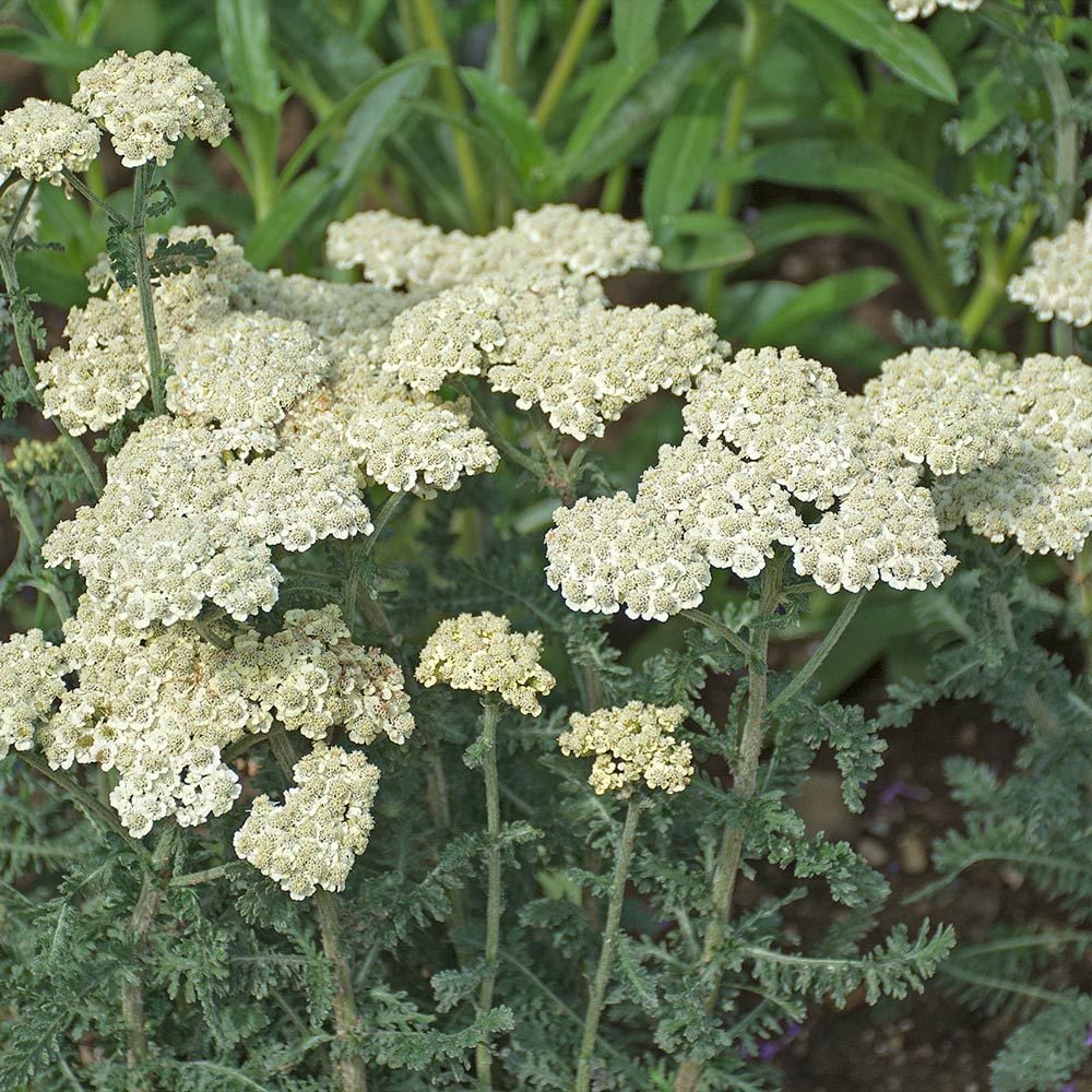 Achillea Moon Dustâ„¢ | White Flower Farm
