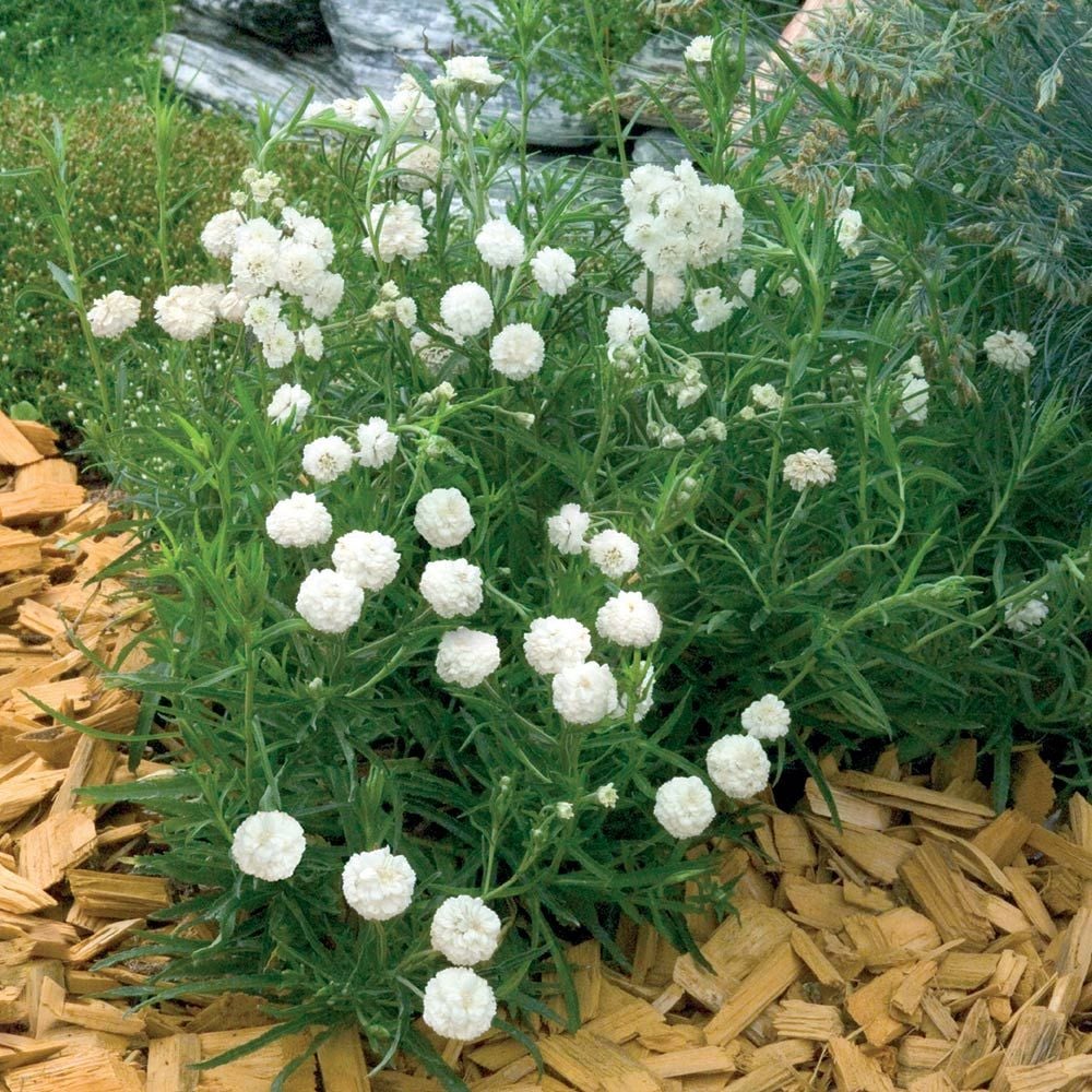 Achillea ptarmica 'Noblessa'