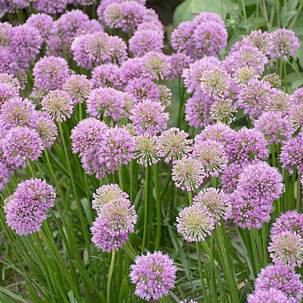 Image of Allium companion plant for hollyhocks