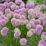  Allium 'Millenium'