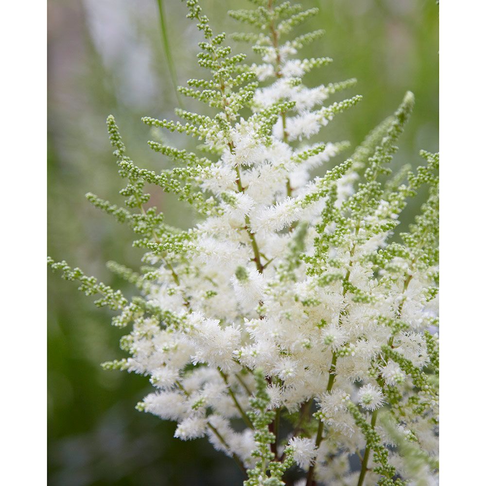 Astilbe Younique White™ White Flower Farm
