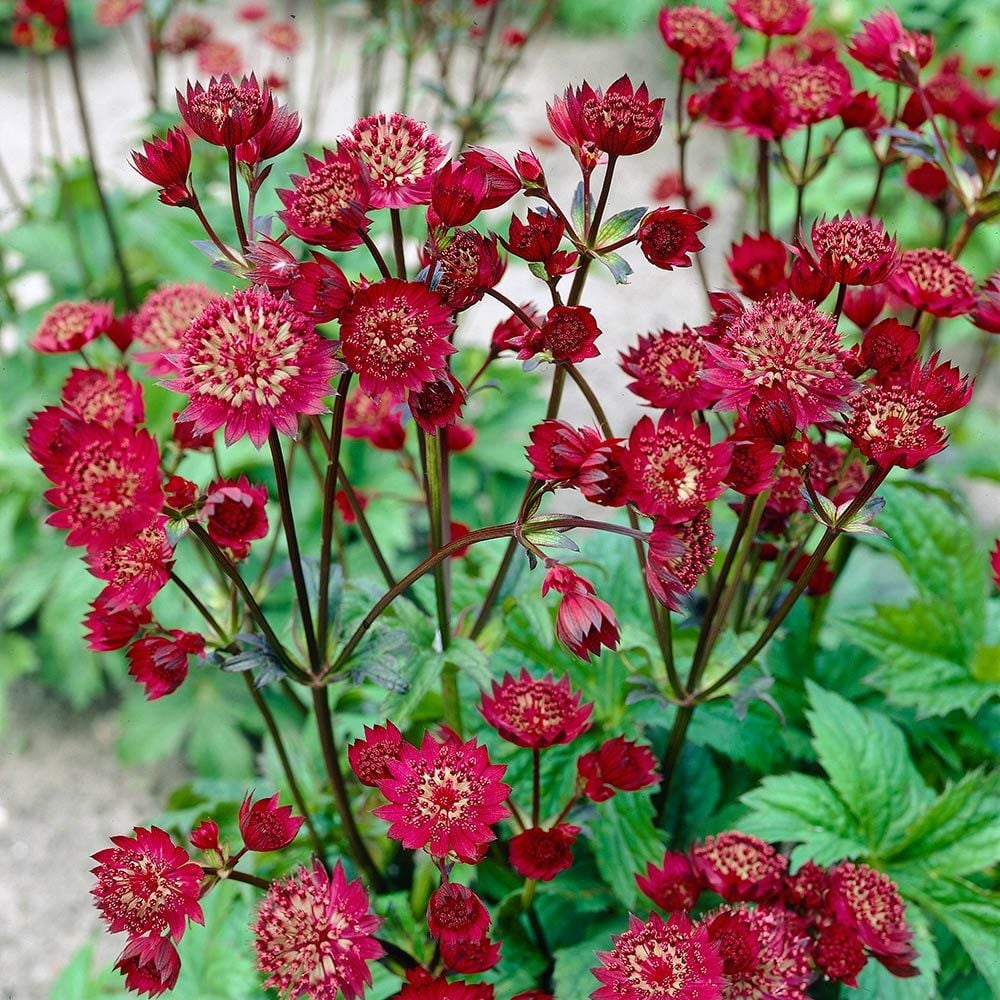 Astrantia major 'Claret'