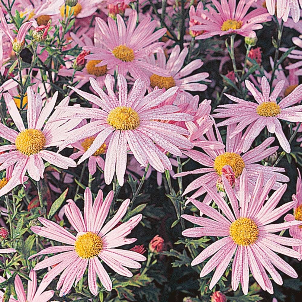 Chrysanthemum Clara Curtis  White Flower Farm