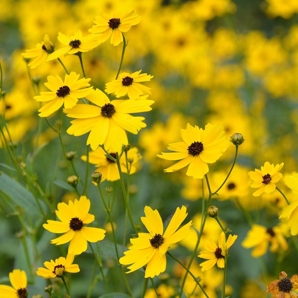 Coreopsis palustris 'Summer Sunshine'