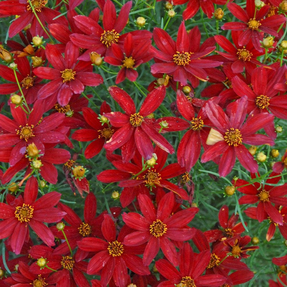 Coreopsis verticillata Sizzle & Spice® 'Hot Paprika'