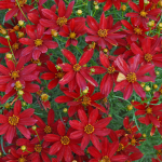  Coreopsis verticillata Sizzle & Spice® 'Hot Paprika'