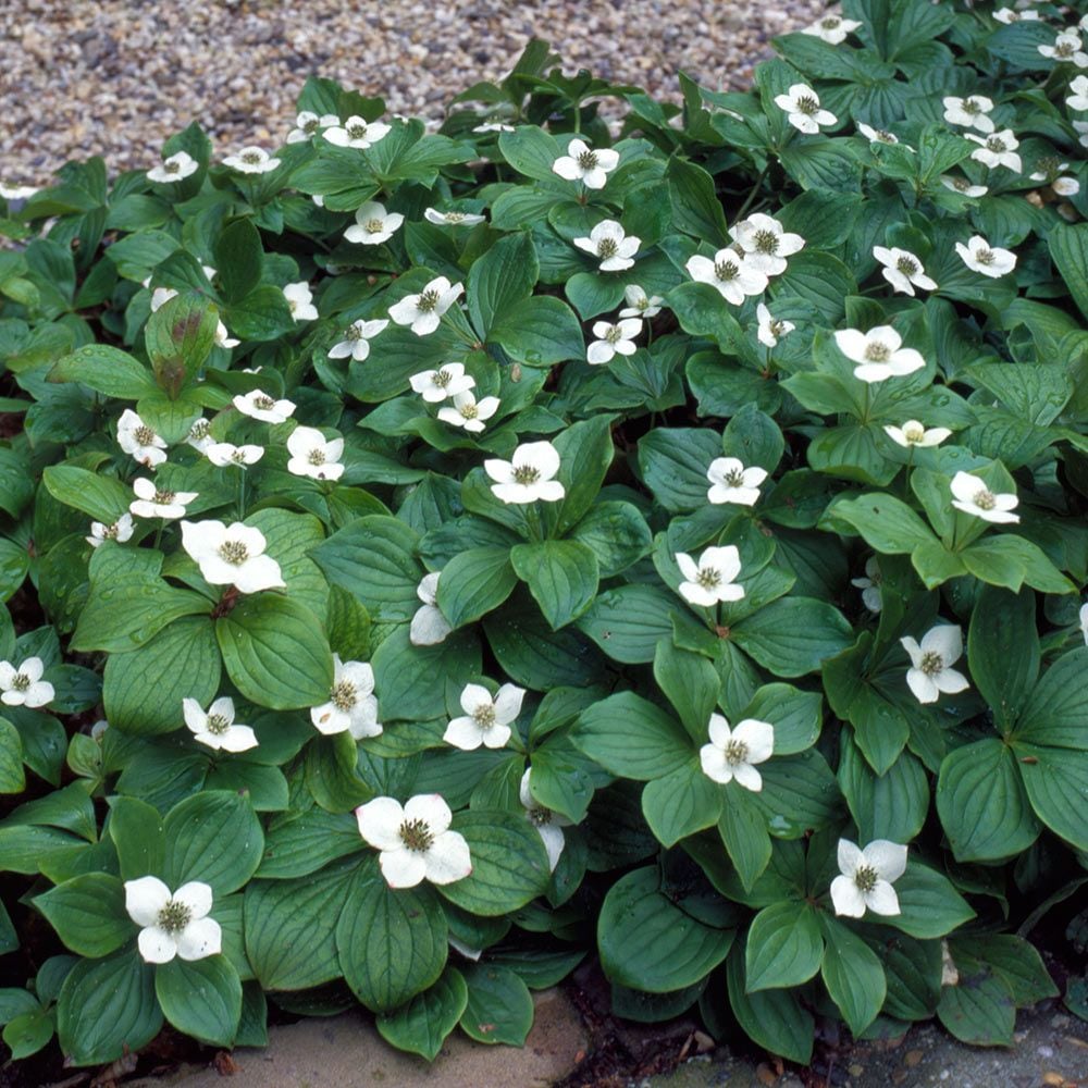 Image result for cornus canadensis