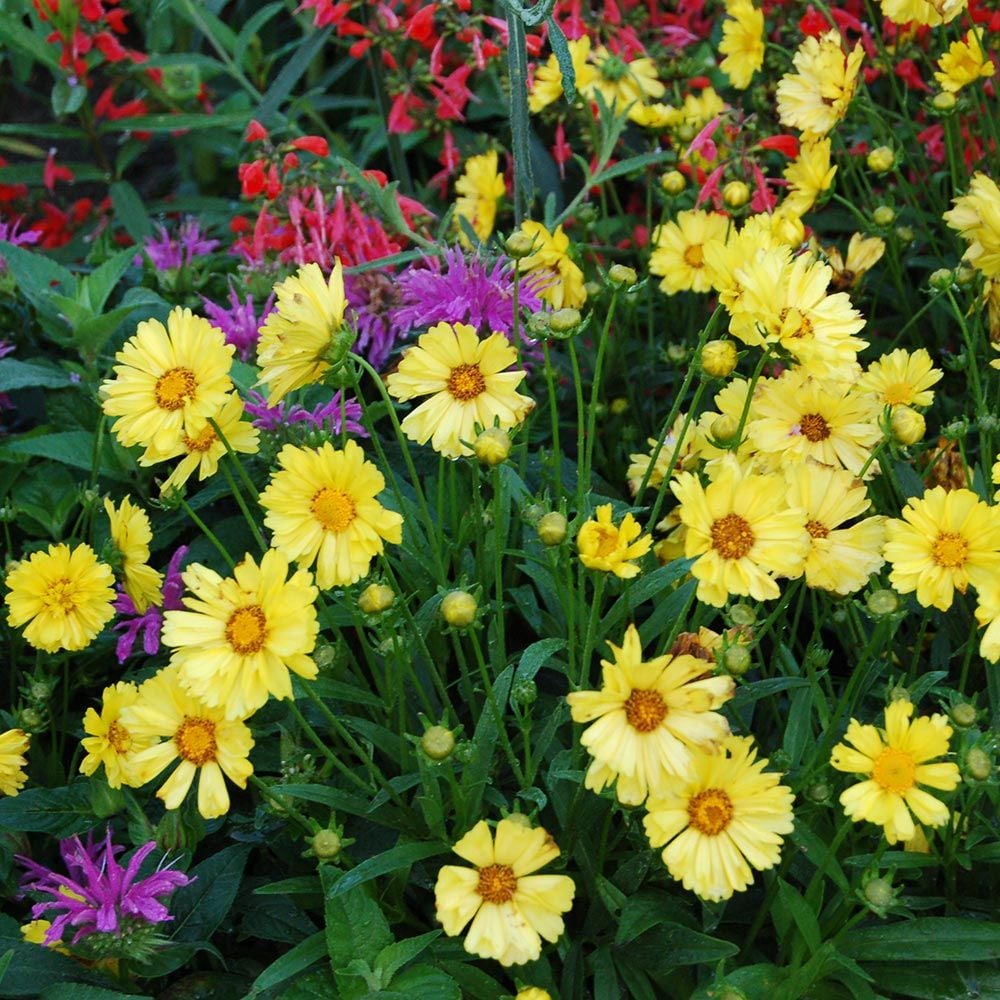 Coreopsis 'Leading Lady Sophia'