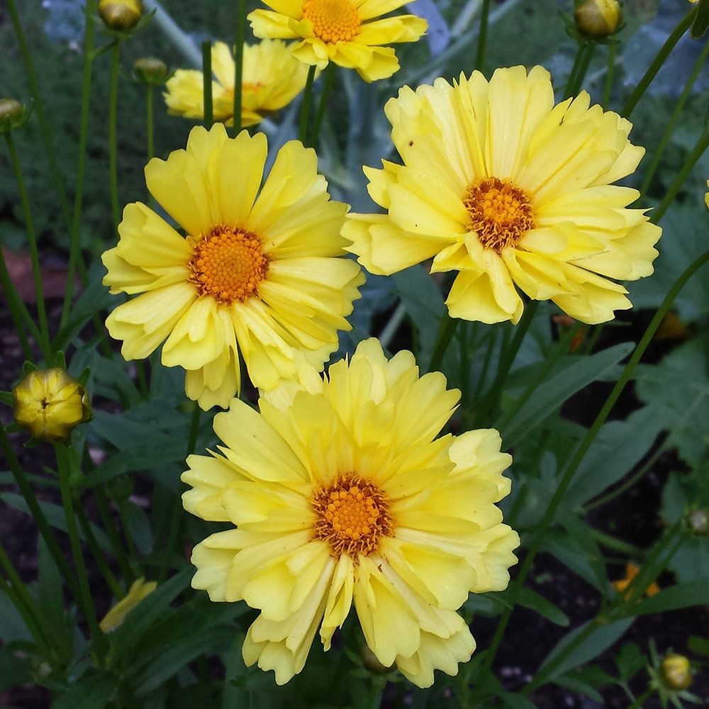 Coreopsis 'Leading Lady Sophia' White Flower Farm