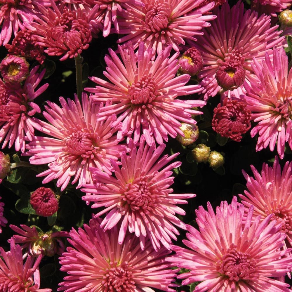Dendranthema 'Fireworks Igloo'