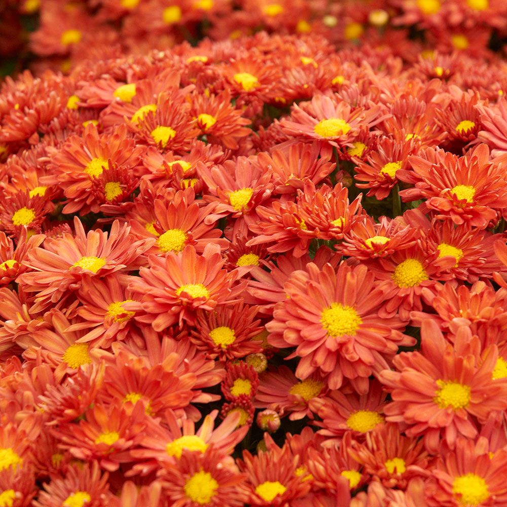 Chrysanthemum Pumpkin Igloo White Flower Farm