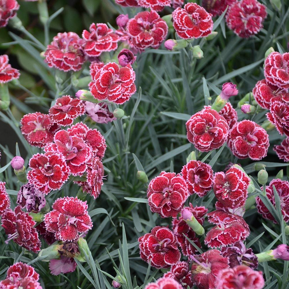 Dianthus Fruit Punch® 'Black Cherry Frost'