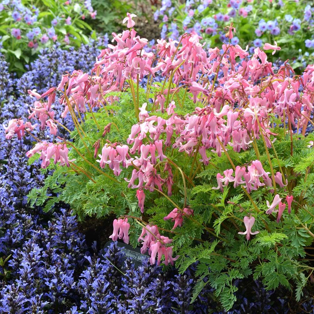Dicentra Amore™ Amore Pink White Flower Farm