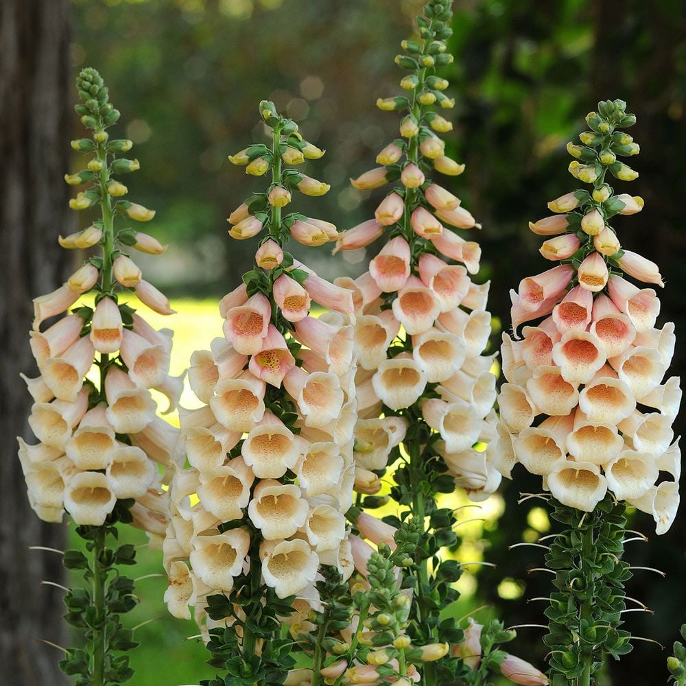 Digitalis purpurea 'Dalmatian Peach'