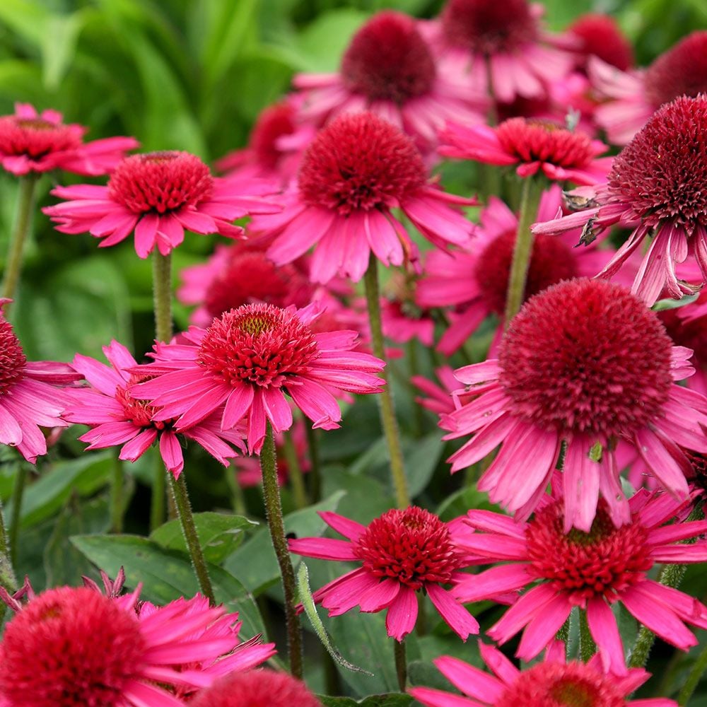 Echinacea 'Delicious Candy'