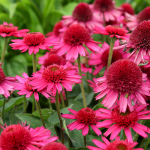  Echinacea 'Delicious Candy'