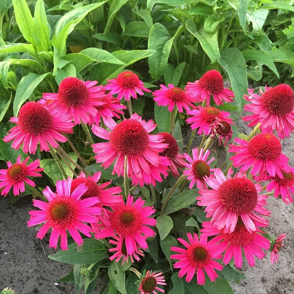 Echinacea 'Delicious Candy' White Flower Farm