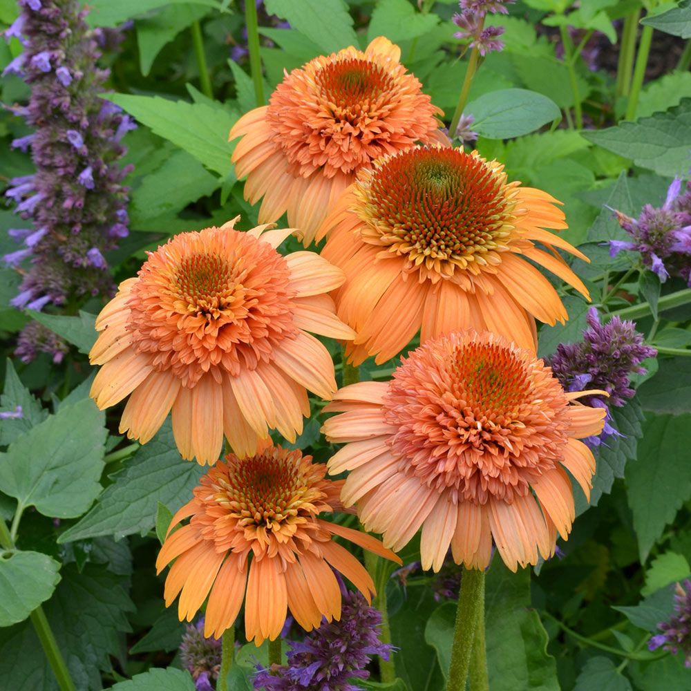 Echinacea Supreme™ 'Cantaloupe'