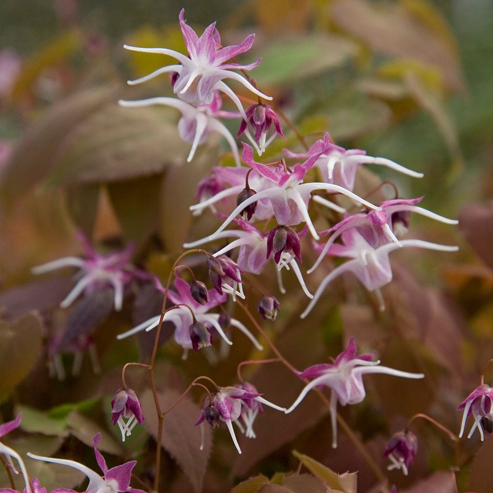 Epimedium grandiflorum 'Dark Beauty'