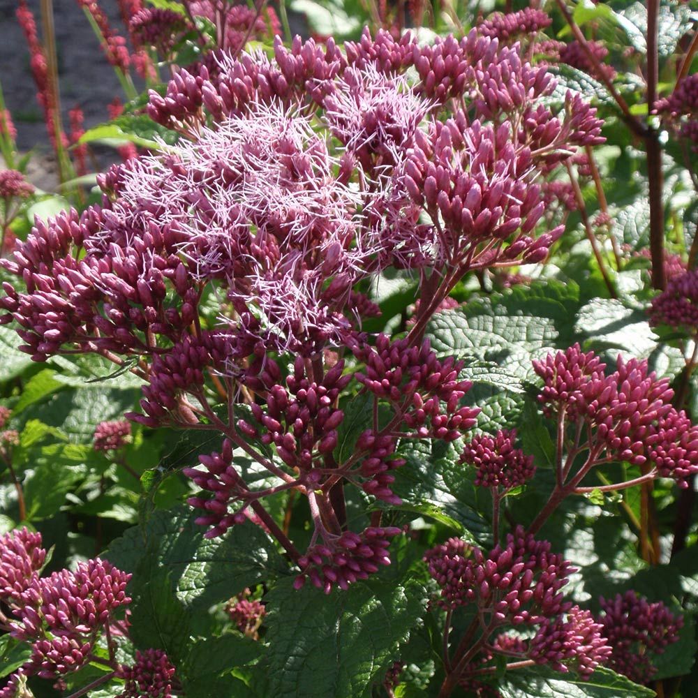 Eupatorium maculatum Red Dwarf  White Flower Farm