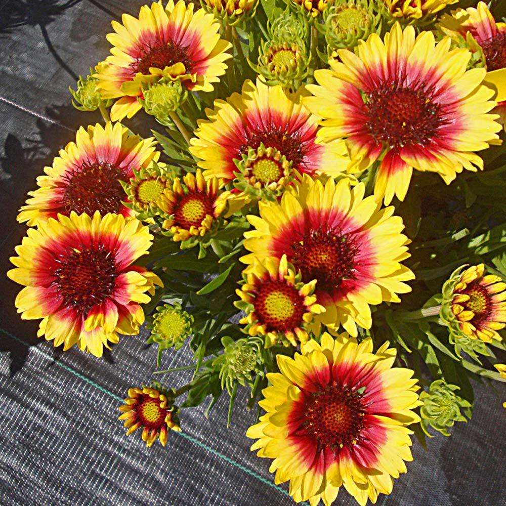 Gaillardia x grandiflora Sunset Mexican White Flower Farm