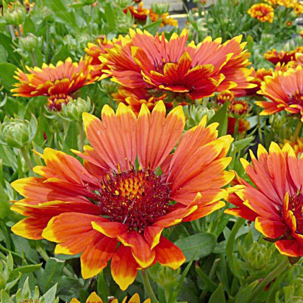 Gaillardia x grandiflora 'Sunset Flash'