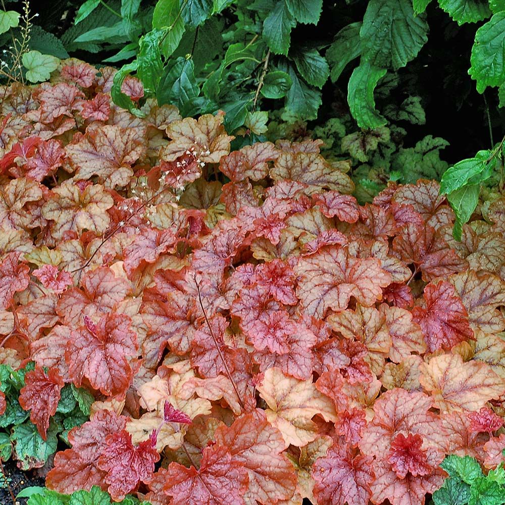 x Heucherella 'Copper Cascade' White Flower Farm