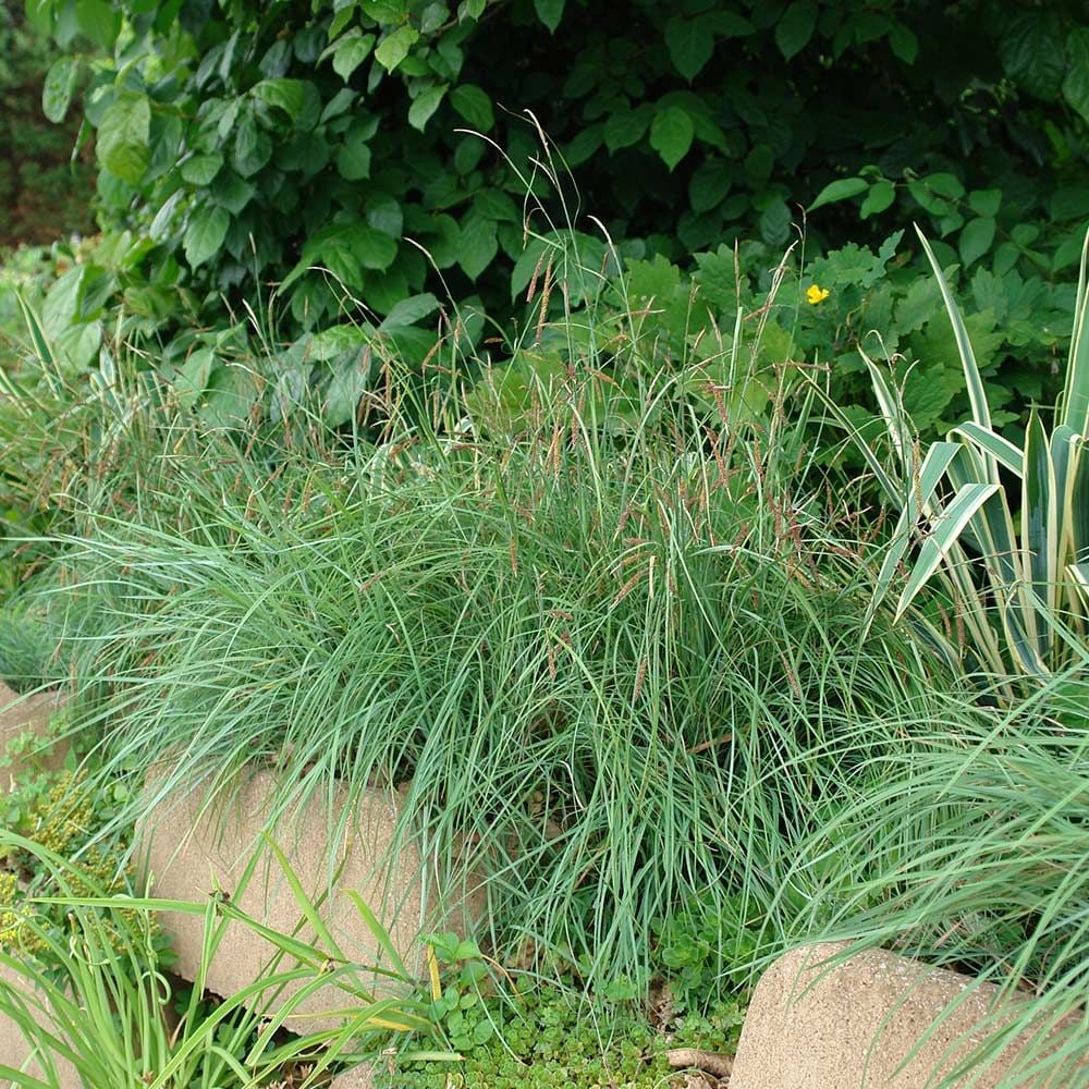 Ornamental Grass Carex flacca Blue Zinger White Flower Farm
