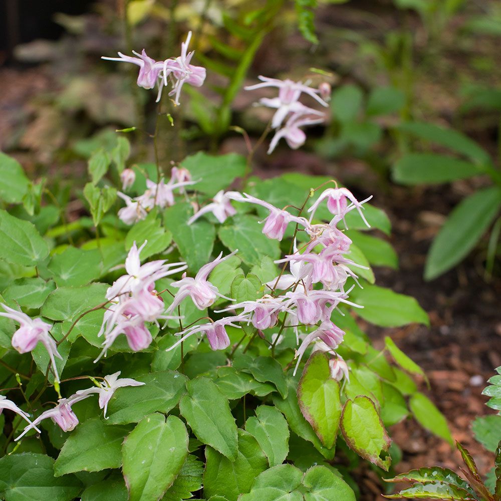 Epimedium grandiflorum Akebono | White Flower Farm