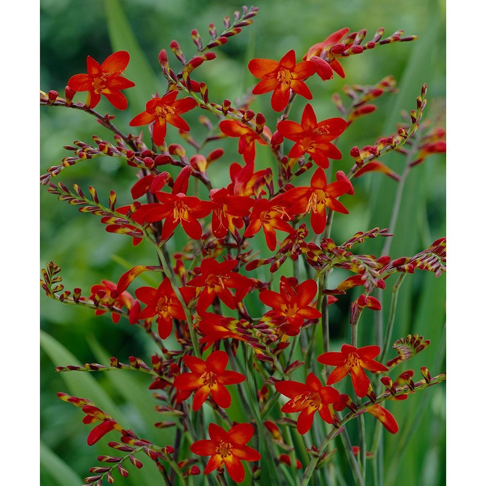 Crocosmia Emberglow | White Flower Farm