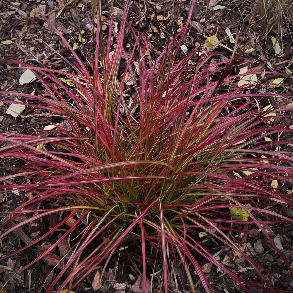 Miscanthus sinensis 'Little Miss'