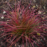  Ornamental Grass: Miscanthus sinensis 'Little Miss'