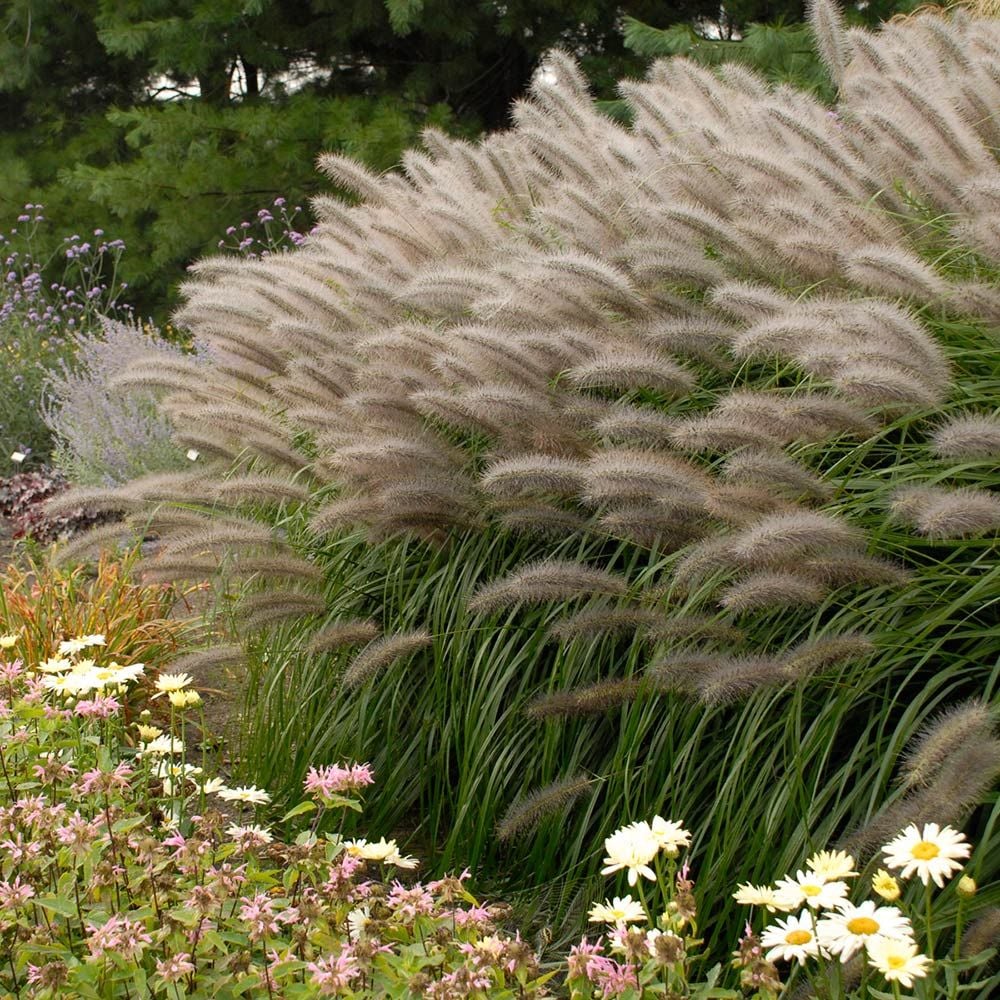 Ornamental Grass Pennisetum alopecuroides Red Head White Flower Farm
