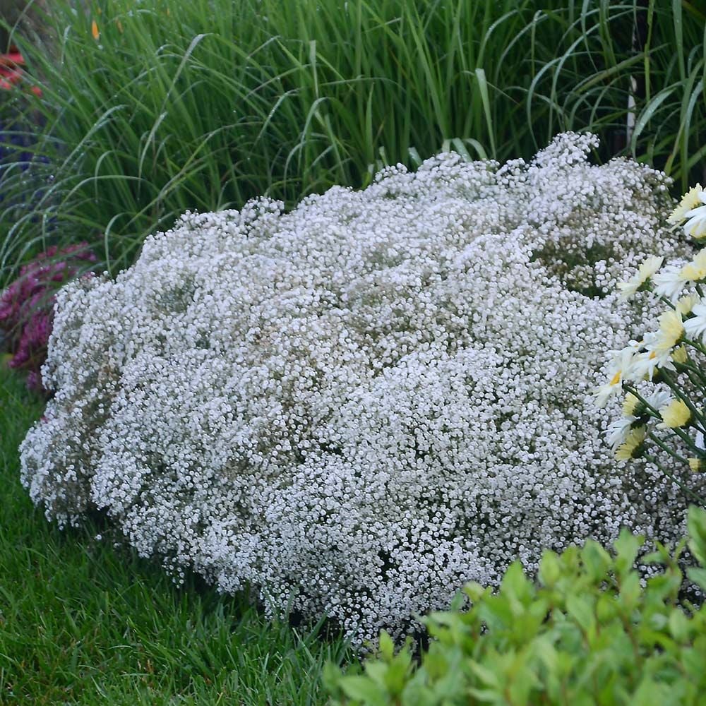 Gypsophila Paniculata