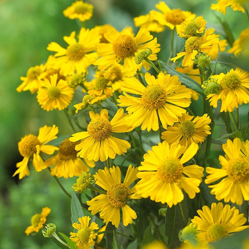 Helenium autumnale Mariachi™ 'Sombrero'