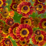  Helenium autumnale Mariachi™ 'Fuego'