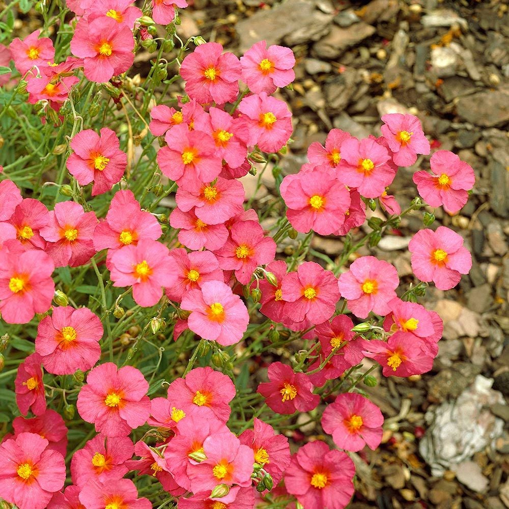 Helianthemum 'Ben Hope'