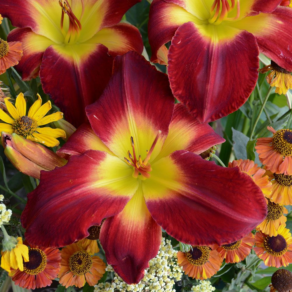 Hemerocallis (Daylily) 'Cherokee Star'